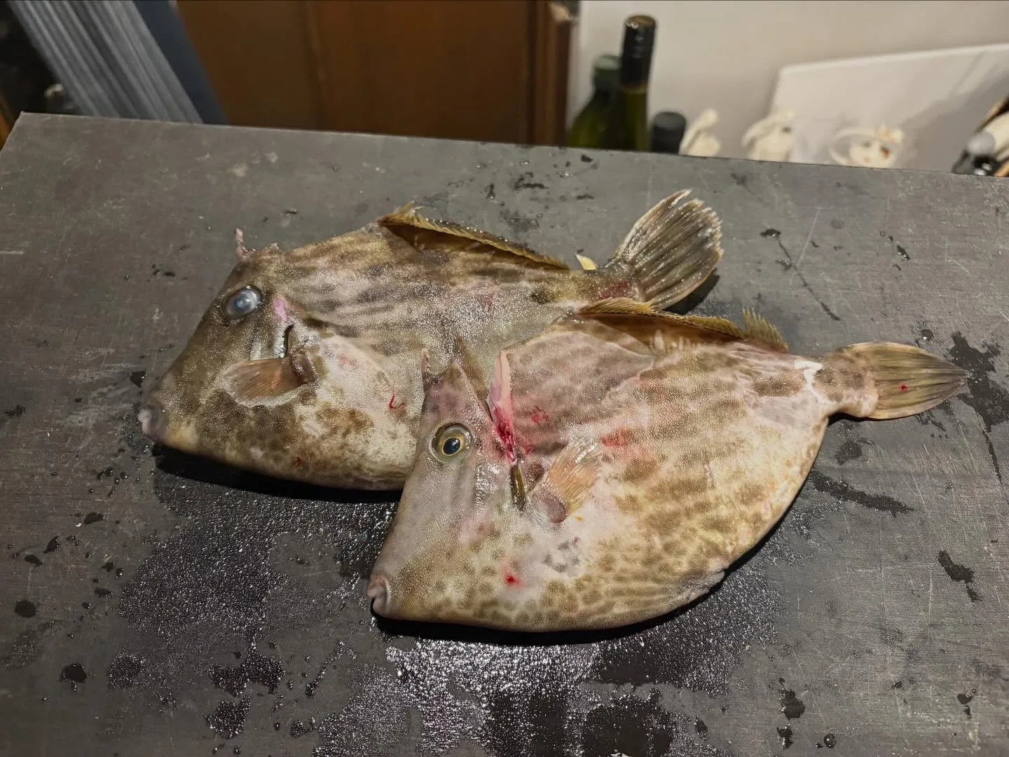 九州より産地直送　厳選魚！