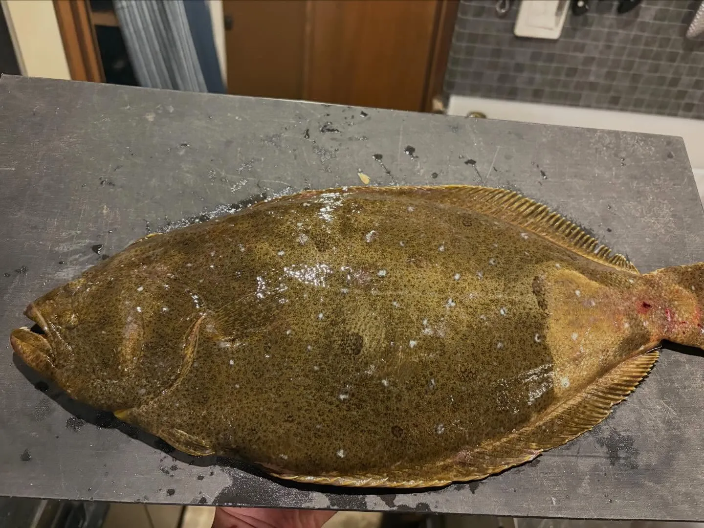 九州より産地直送　厳選魚！